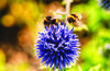 Any bee aside from a honeybee is considered a native bee, such as these bumblebees. (Michael Hodgins/pexels.com photo)