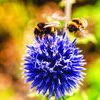Any bee aside from a honeybee is considered a native bee, such as these bumblebees. (Michael Hodgins/pexels.com photo)