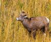Big Horn Sheep - Stock Photo